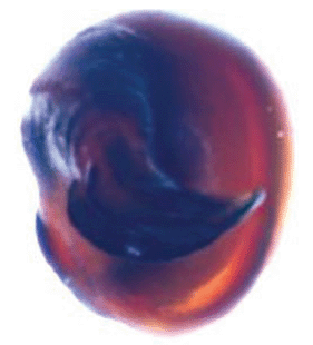 speciesimage