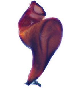 speciesimage