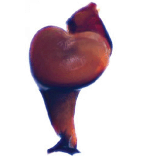 speciesimage