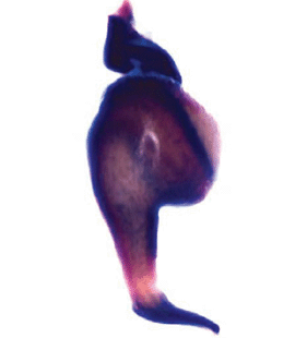 speciesimage