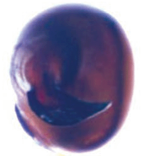 speciesimage