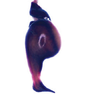 speciesimage