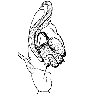 species