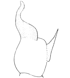 species