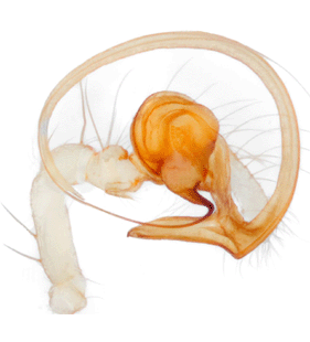 species