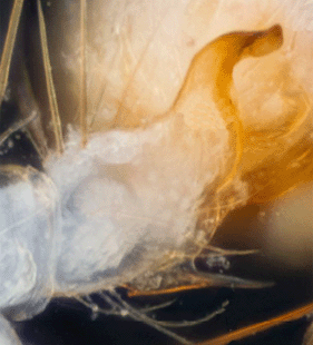 species
