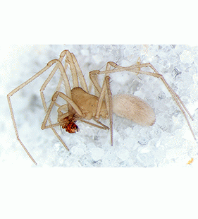 speciesimage