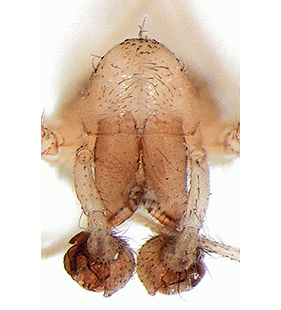 speciesimage