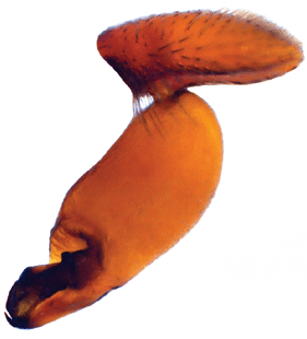speciesimage