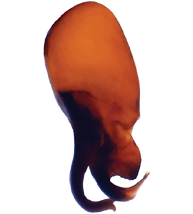 speciesimage