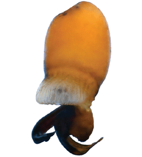 speciesimage