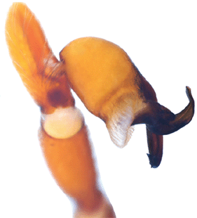 speciesimage