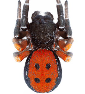 speciesimage