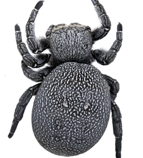 speciesimage