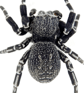 speciesimage