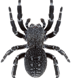 speciesimage