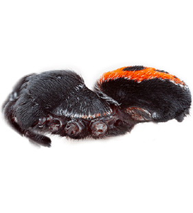 speciesimage