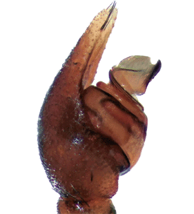 speciesimage