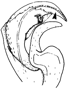 speciesimage