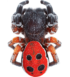 speciesimage