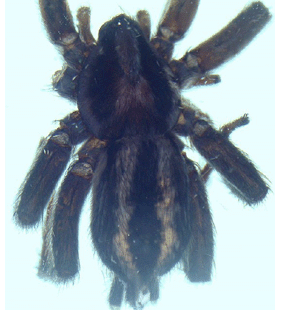 speciesimage