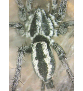 speciesimage