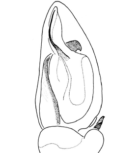 speciesimage