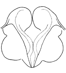 speciesimage