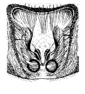 speciesimage