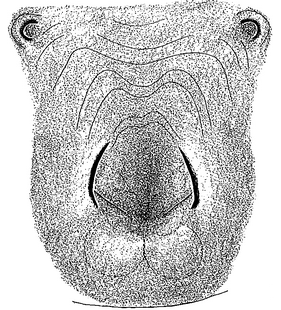 species