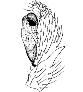 species
