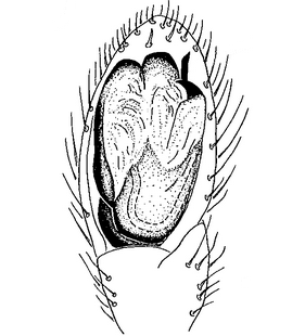species