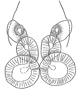 species