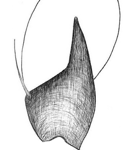 species