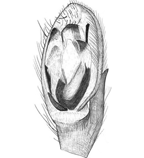 species