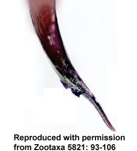 speciesimage