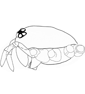 speciesimage