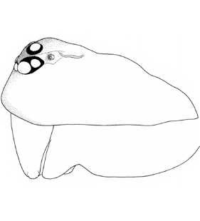 speciesimage