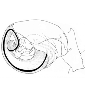 speciesimage