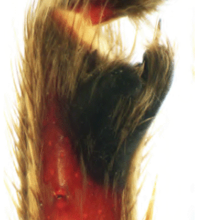 speciesimage