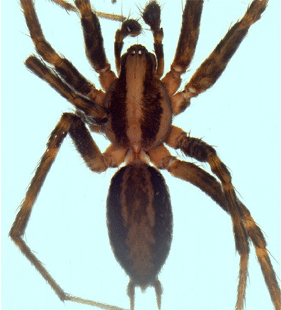 speciesimage