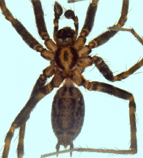 speciesimage