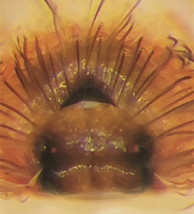speciesimage