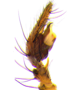speciesimage