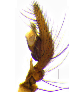 speciesimage