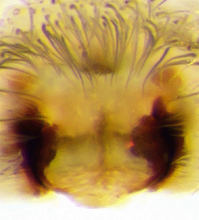 speciesimage