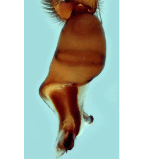 speciesimage