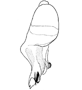 speciesimage