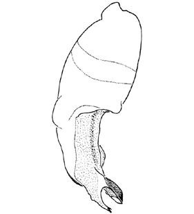 speciesimage