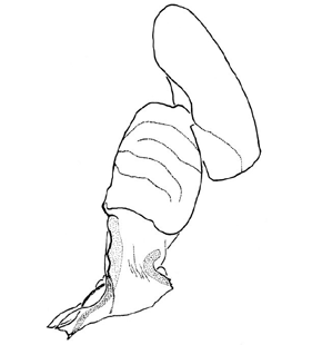 speciesimage